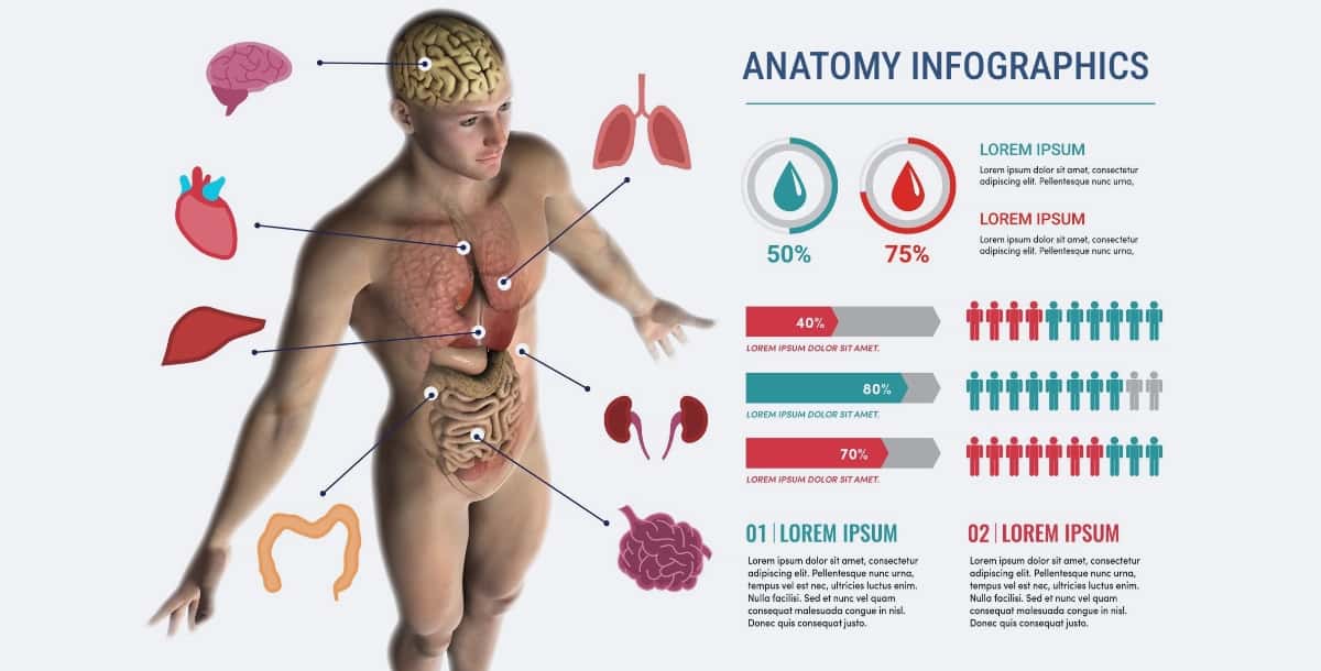 Anatomy Infographics