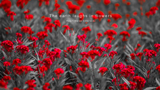 Flower design by Cass Walsh