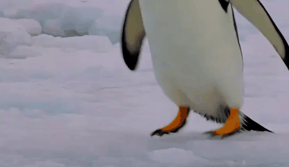 Creador de GIF gratis