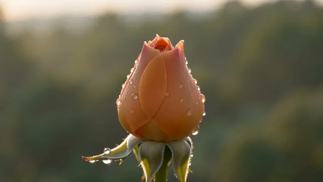 Start frame: a closed flower bud.